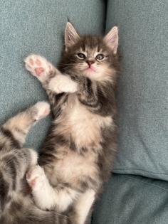 Norwegische Waldkatze reinrassige Mädchen suchen ein liebevolles zu Hause