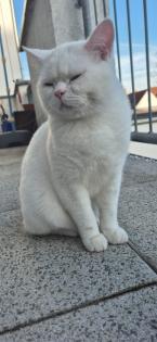 BKH Deckkater Boncuk