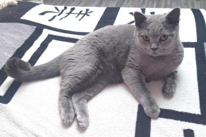 MILO - British Kurzhaar - 2 Jahre - Tierhilfe-Franken e. V.