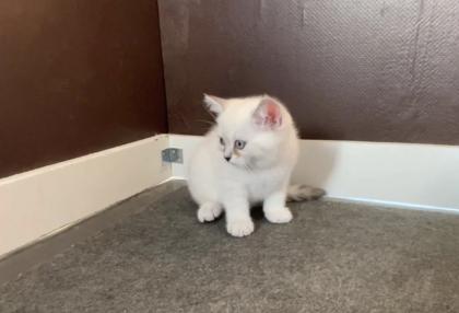 Abgabe bereite BKH blue point kitten