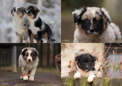 Australian Shepherd Welpen