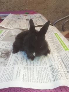 Stubenreine Nasen suchen ein Zuhause