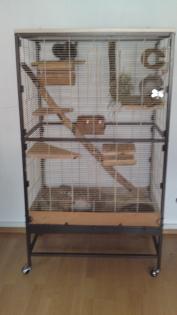 Chinchillas mit Käfig zu verkaufen