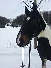 Süßer criollowallach sucht dich