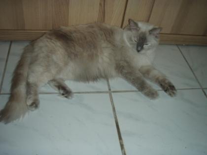 Reinrassiges Ragdoll Katzenmädchen