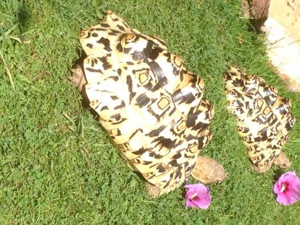 Pantherschildkröten Pardalis babckocki