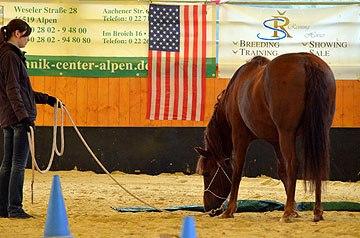 Ich biete Horsemanship-Bodenschultraining The Gentle Touch nach Peter Kreinberg