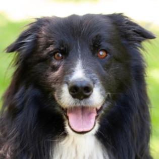 ALAIN DELON - Border Collie - 8 Jahre - Tierhilfe-Franken e. V.