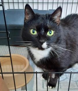 LINA - europäische Kurzhaarkatze - 9 Jahre - Tierhilfe-Franken e. V.