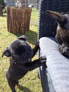 Französische Bulldogge welpen