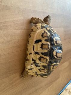 Pantherschildkröte