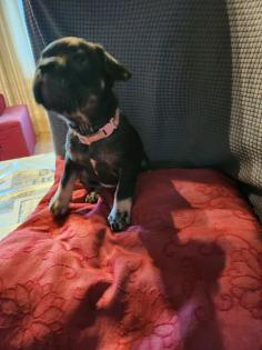 Französische Bulldoggen Baby s