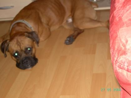 Schweren herzen D. Boxer rocky . 1 5 j. abzugeben geschipt und geimpft alles auf