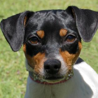 AMY FLOH - Pinscher-Mix - 1 Jahr - Tierhilfe-Franken e. V.