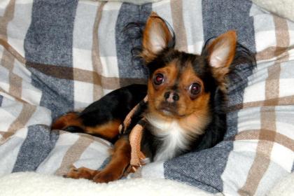 JUPI - Chihuahua - Mix - 1 Jahr - Tierhilfe-Franken e. V.