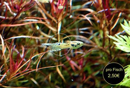 Snake Skin Neon Endler Guppy reinerbig RARITÄT Versand/ Abholung