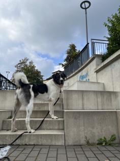 Leon sucht sein endgültiges Zuhause