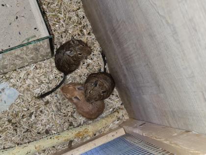 3 süße Degus