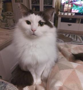 Merlin - Birma-Perserkatze-Türkisch Van - 10 Jahre -Tierhilfe-Franken e. V.