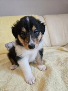 Collie Langhaar Welpen abzugeben