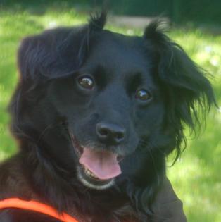 MISS PUMA - Spaniel-Mix - 3 Jahre - Tierhilfe-Franken e. V.