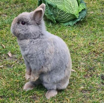 LEA - Zwergkaninchen sucht Anschluss - 5 Jahre - Tierhilfe-Franken e. V.