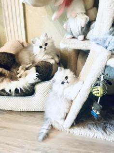 Verkauf wunderschöne persische Edelkätzchen Chinchilla/Weiß