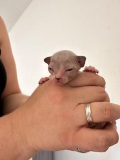 Sphinx kitten zu verkaufen
