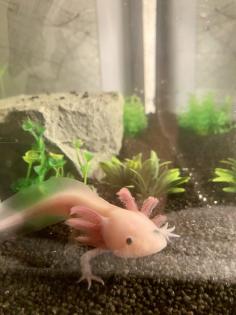 Axolotl Nachzucht in liebevolle Hände abzugeben