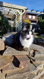 Katzenkinder und Mutter