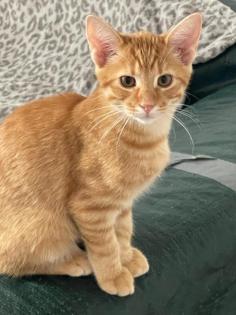 Babykatze 3 Monate alt abzugeben