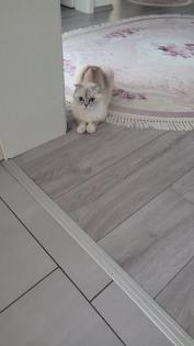 Schmusekatze sucht ein liebevolles zuhause