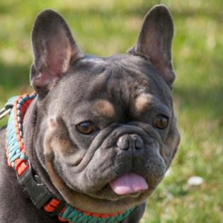 FRENCH HUGO - Französische Bulldogge - 4 Jahre - Tierhilfe-Franken e. V.