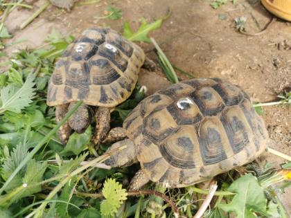 Testudo Hermanni Boettgeri Nachzuchten von 2014 und 2020 aus guter Freilandhaltung