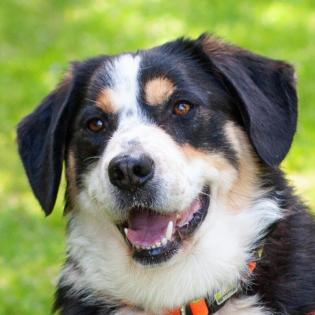 JUMO - Mini-Berner-Mix - 2 Jahre - Tierhilfe-Franken e. V.