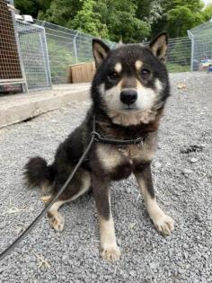 Daaku - freundlicher Shiba-Mix