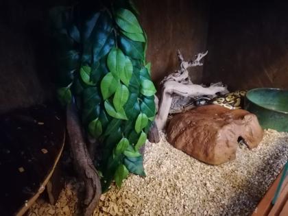 Terrarien Königspython Wir brauchen Dringend ein neues Zuhause