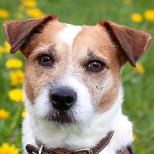 MC BRUNO - Parson Jack Russell - 7 Jahre - Tierhilfe-Franken e. V.