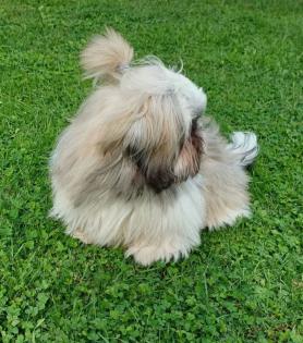 Bobby 6 Monate reinrassiger Shih Tzu