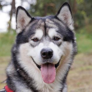 MUBALU - bildhübscher Alaskan Malamute - 2 Jahre - Tierhilfe-Franken e. V.