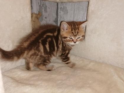 BKH Kitten suchen Dosenöffner
