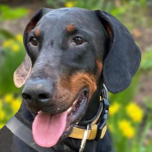 TULIO - Dobermann - 3 Jahre - Tierhilfe-Franken e. V.