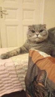Scottish Fold sucht neues Zuhause
