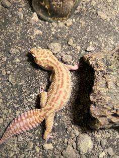 Leopardgeckos 2 Stück
