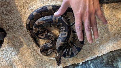 Königspython Weibchen samt Zubehör und Terrarium