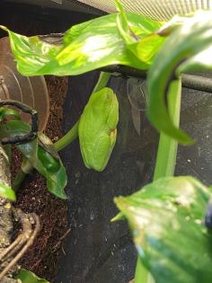 Rotaugenlaubfrösche Agalychnis callidryas