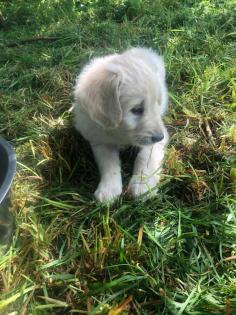 Goldendoodle Welpen Allergiker geeignet