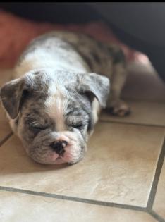 Französische Bulldogge welpen