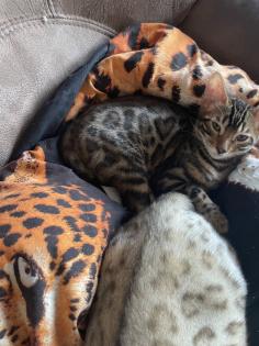 7 Bengal kitten suchen ein schönes zu Hause