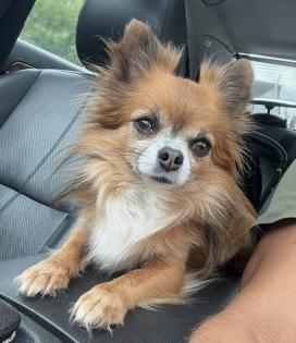 Chihuahua Deckrüde Smokey sucht liebevolle Hündin